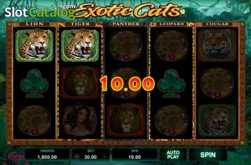 Скрин3. Exotic Cats слот